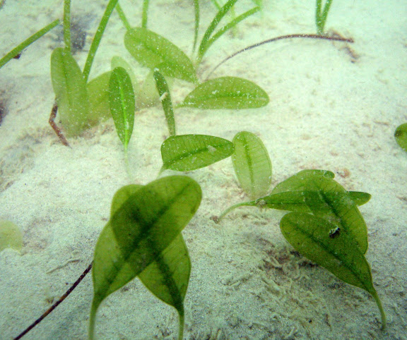 Paddle weed - Halophila ovalis